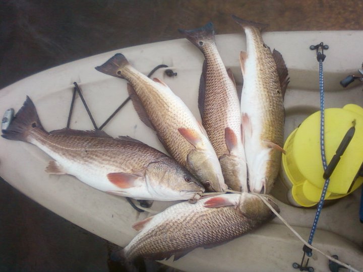Reel in the Ultimate Catch with Our Saltwater Fish SVG Bundle for Offshore and Inshore Fishermen